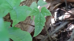 Tectaria phaeocaulis