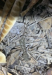 Phyllodactylus reissii