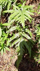 Tectaria phaeocaulis