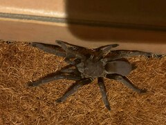 Selenocosmia