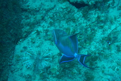 Balistes vetula
