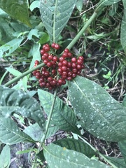 Psychotria tenuifolia