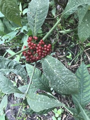Psychotria tenuifolia
