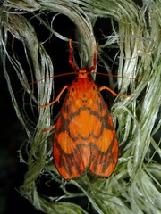 Ammatho roseororatus