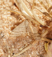 Scopula lydia