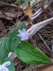 Tripladenia cunninghamii