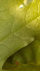 Tectaria phaeocaulis