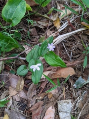 Tripladenia cunninghamii