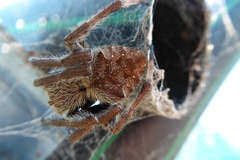 Hortophora