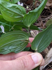 Tripladenia cunninghamii