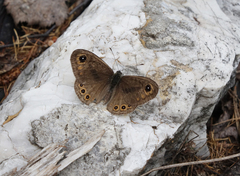 Lasiommata petropolitana