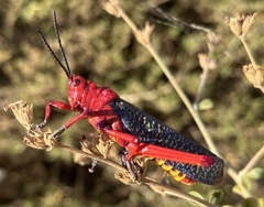 Phymateus morbillosus