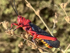 Phymateus morbillosus