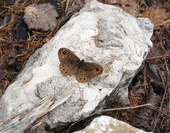 Lasiommata petropolitana