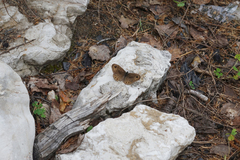 Lasiommata petropolitana