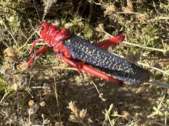 Phymateus morbillosus