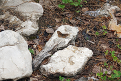 Lasiommata petropolitana