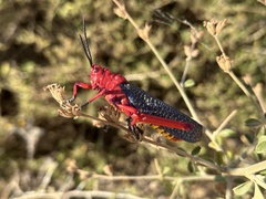 Phymateus morbillosus