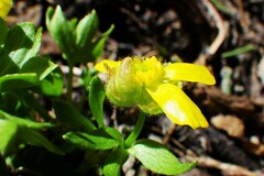 Ranunculus eschscholtzii