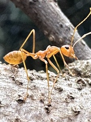 Oecophylla smaragdina