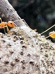 Oecophylla smaragdina