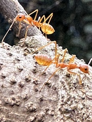 Oecophylla smaragdina