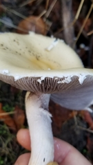 Stropharia ambigua