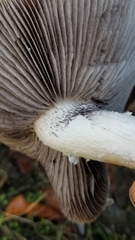 Stropharia ambigua