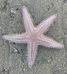 Astropecten armatus