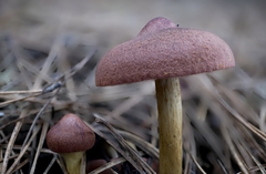 Cortinarius smithii