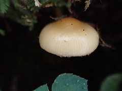 Kuehneromyces