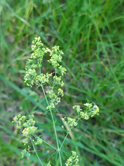 Galium × pomeranicum