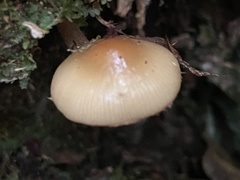 Kuehneromyces