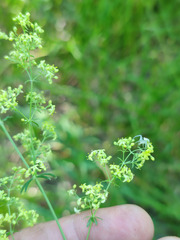 Galium × pomeranicum