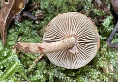 Kuehneromyces