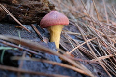 Cortinarius smithii