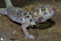 Teratoscincus