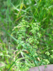 Galium × pomeranicum