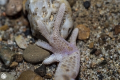 Teratoscincus