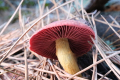 Cortinarius smithii