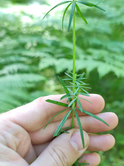 Galium × pomeranicum