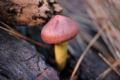 Cortinarius smithii