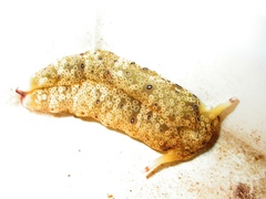 Plakobranchus ocellatus