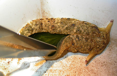 Plakobranchus ocellatus