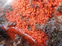 Endectyon hispitumulus