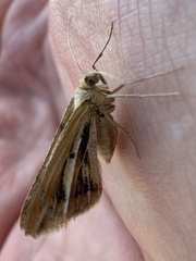Chiasmia turbulentata
