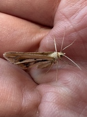Chiasmia turbulentata