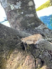 Chiasmia turbulentata