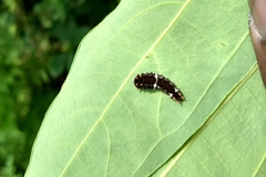 Pachliopta pandiyana