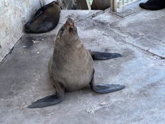 Arctocephalus pusillus pusillus